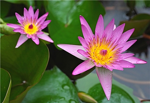 xs đài bắc