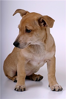 lô đề bạch thủ
