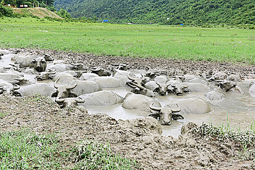 xổ số miền