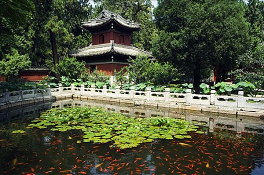 miền bắc trực tiếp