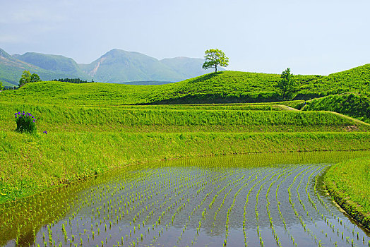 bachthu lo kep
